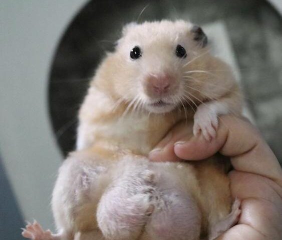Who is Big Balls?